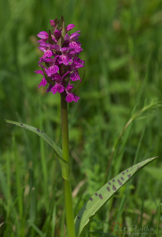 Storczyk (Orchis majalis???), Okolice Wodowic